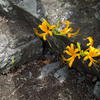 Lycoris aurea