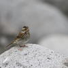 Emberiza chrysophrys