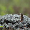 Cisticola juncidis tinnabulans