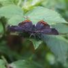 Heliophorus ila matsumurae