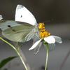 Pieris rapae crucivora