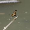 Rhyothemis variegata arria