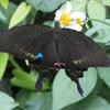 Papilio paris nakaharai
