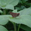 Parnara guttata