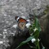 Danaus genutia