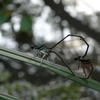 Copera ciliata