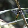 Orthetrum melania