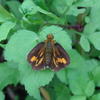 Telicota ohara formosana