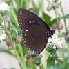 Euploea sylvester swinhoei