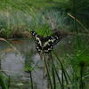 Papilio demoleus