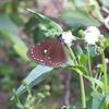 Euploea tulliolus koxinga