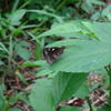 Notocrypta curvifascia