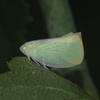 Geisha distinctissima