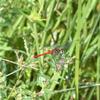 Sympetrum eroticum ardens