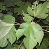 Broussonetia papyrifera