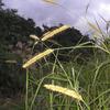 Pennisetum purpureum