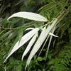 Debregeasia orientalis