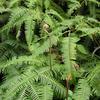 Dicranopteris linearis