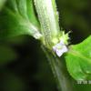Spermacoce latifolia