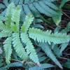 Pteris fauriei