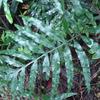 Colysis elliptica