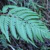Woodwardia orientalis