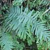 Pteris vittata