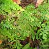 Selaginella moellendorffii