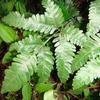 Pteris grevilleana