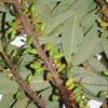 Symplocos glauca