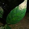 Codonacanthus pauciflorus