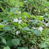 Lamium tuberiferum