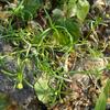 Sagina japonica