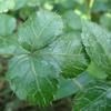 Eleutherococcus trifoliatus setosus