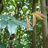 Prunus phaeosticta