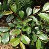 Glochidion rubrum