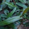 Polygonum praetermissum