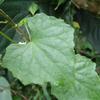 Zehneria mucronata