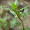 Veronica peregrina