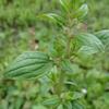 Salvia plebeia