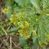 Rorippa indica