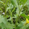 Oenothera biennis