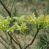 Zanthoxylum ailanthoides