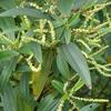 Boehmeria densiflora
