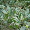 Ficus irisana