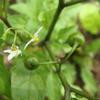 Solanum nigrum