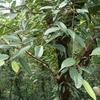 Ficus sarmentosa nipponica