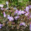 Mazus miquelii