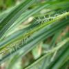 Carex transalpina