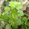 Pilea peploides major
